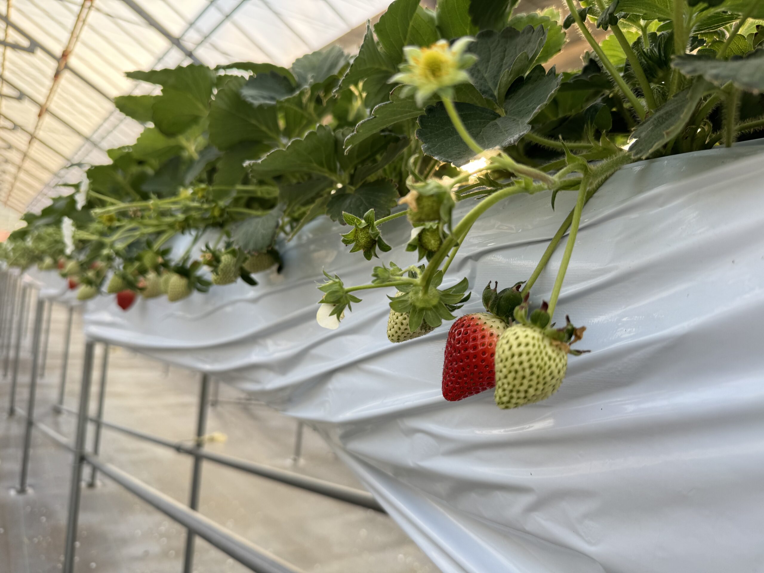 あまりんの販売時期について - あまどりいちごの加藤農園 樹上完熟あま