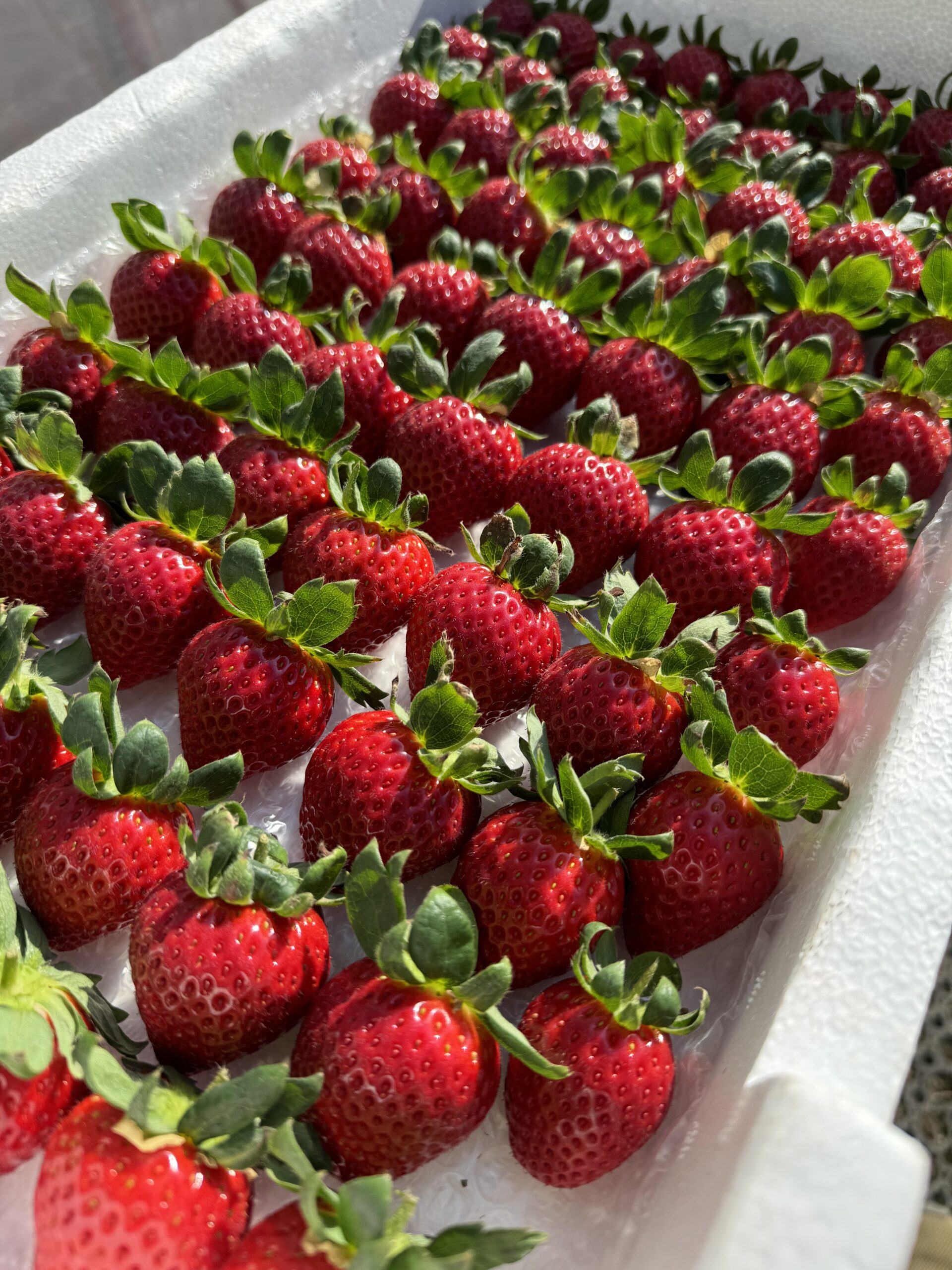 あまりん直売開始のお知らせ - あまどりいちごの加藤農園 樹上完熟あま