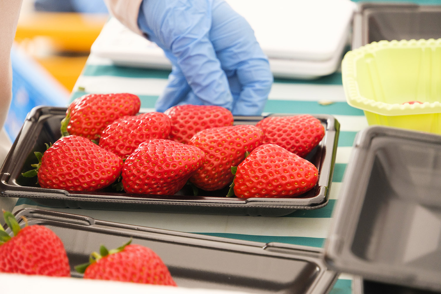 農園アルバイト・パート募集中 - あまどりいちごの加藤農園 樹上完熟